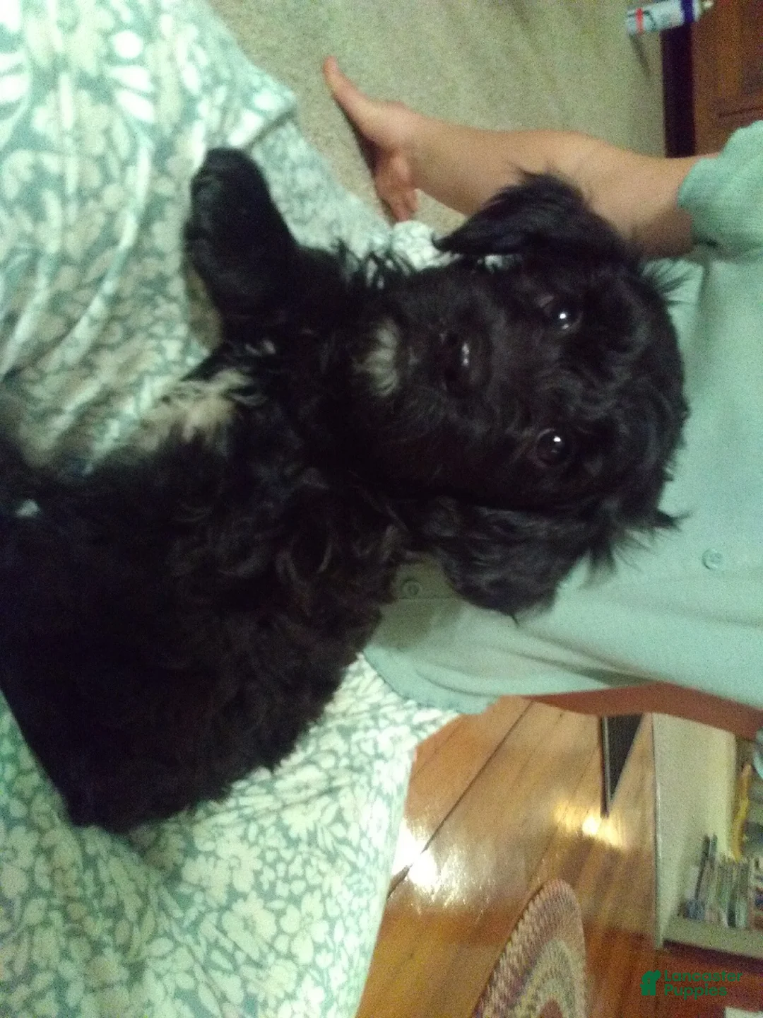 Mixed Breed dogs for sale: Lanie - Ad 3