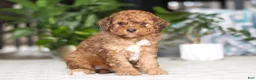 Cavapoo dogs for sale: River - Ad 2