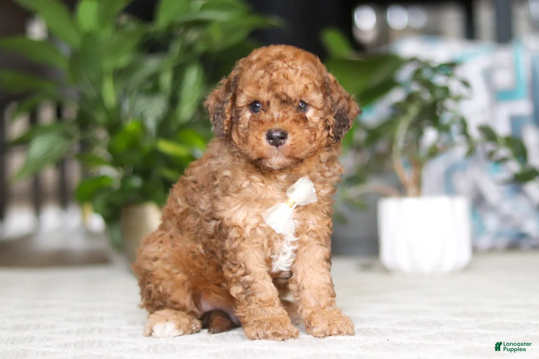Cavapoo dogs for sale: River - Ad 2