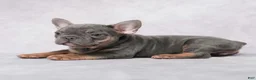 French Bulldog dogs for sale: Stella - Ad 9