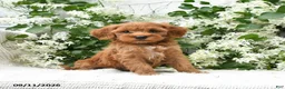 Goldendoodle dogs for sale: Julie  - Ad 5