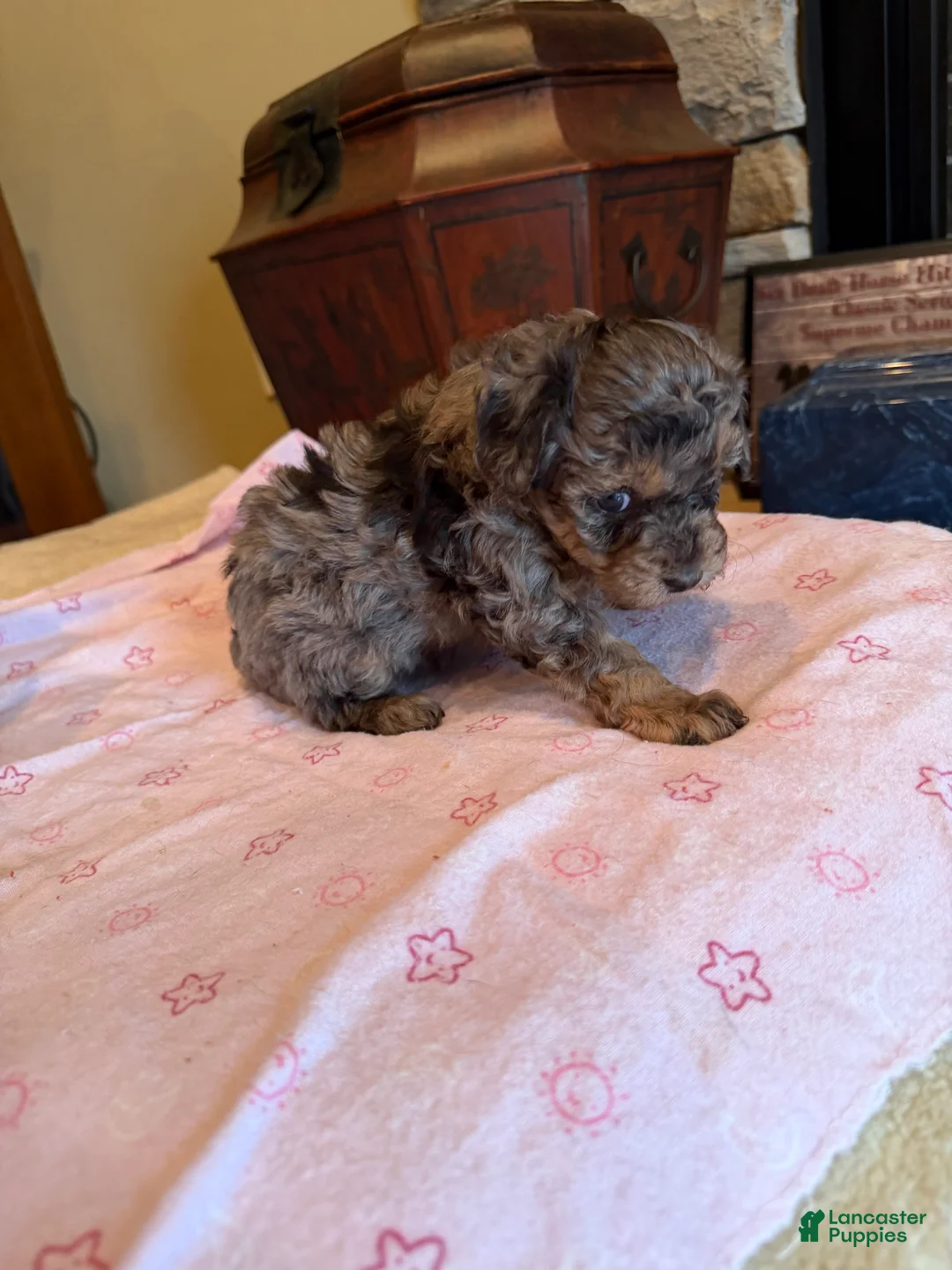 Miniature Poodle dogs for sale: Keisha - Ad 3