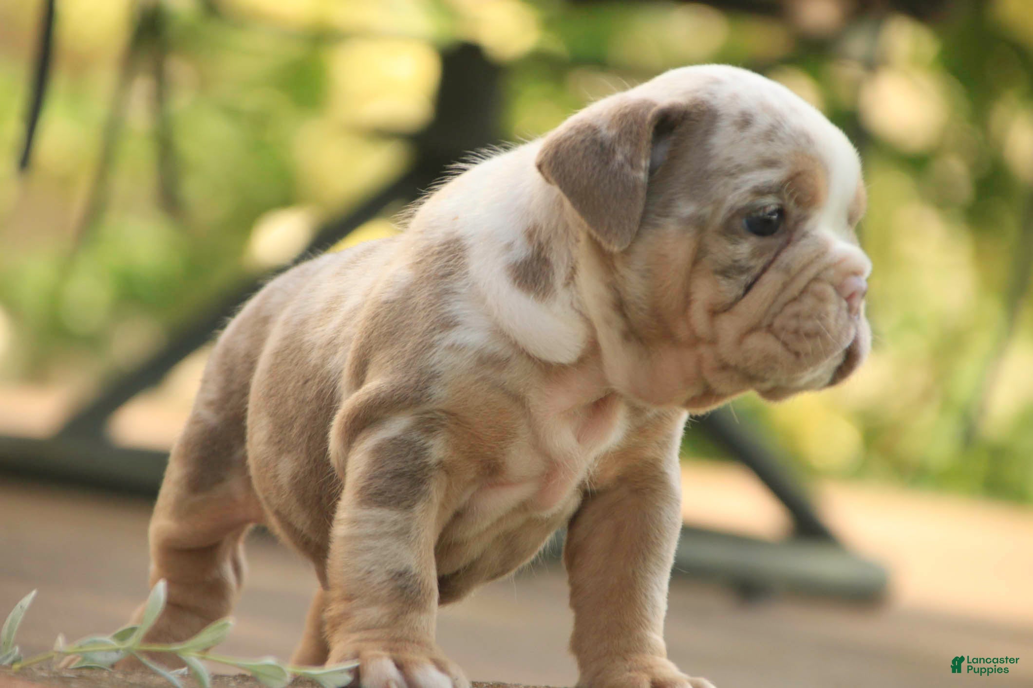 English Bulldog dogs Sydney English Bulldog  - Ad 2