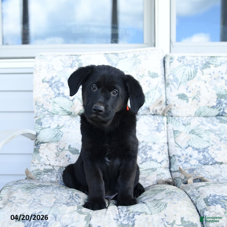 Mixed Breed dogs Levi - Ad 2