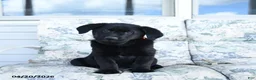 Mixed Breed dogs for sale: Levi - Ad 2
