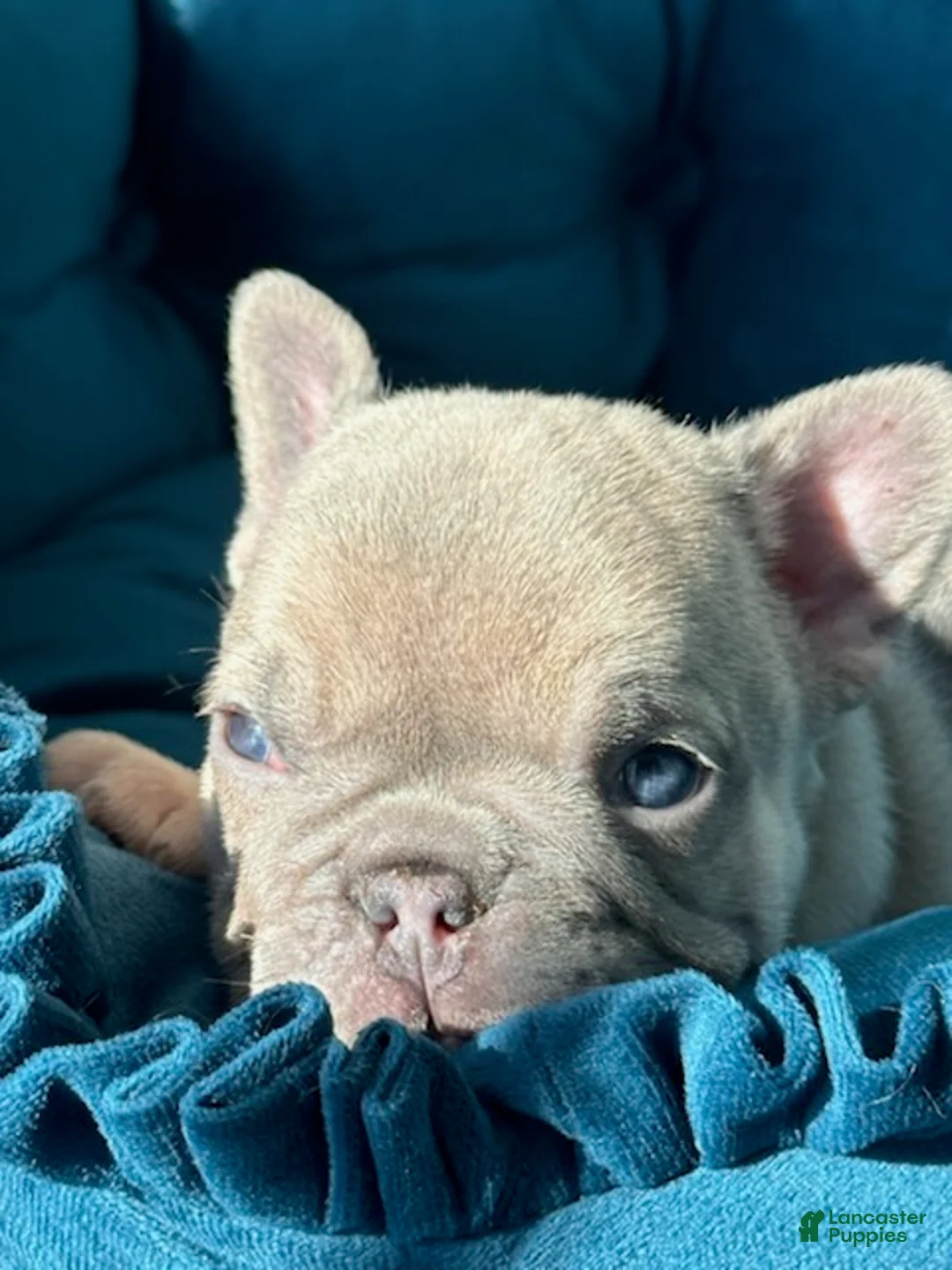 French Bulldog dogs for sale: Lilac Beauty - Ad 7