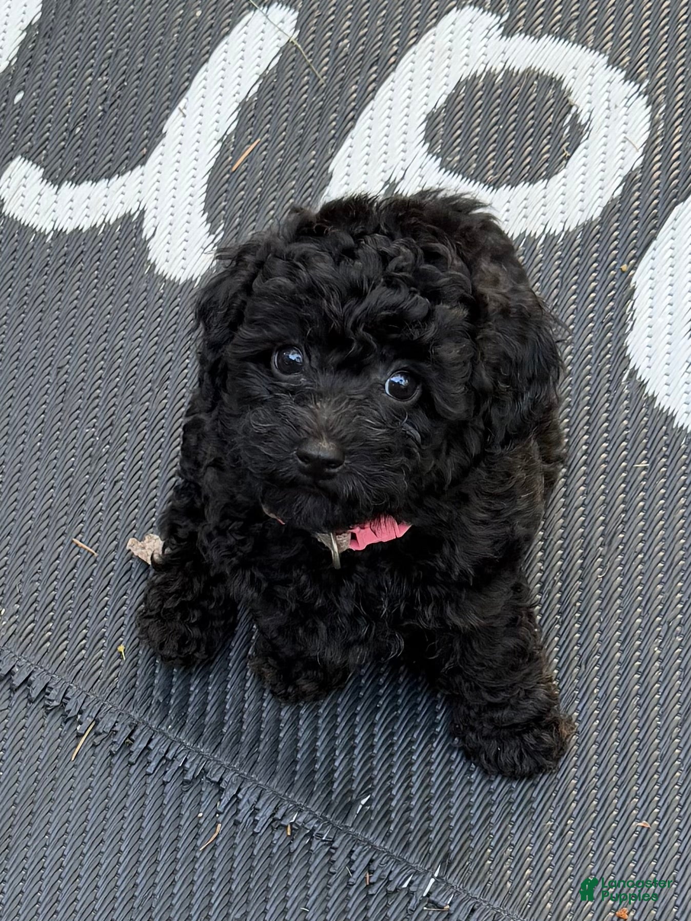 Miniature Poodle dogs Miniature Poodle Puppy 2 - Ad 1