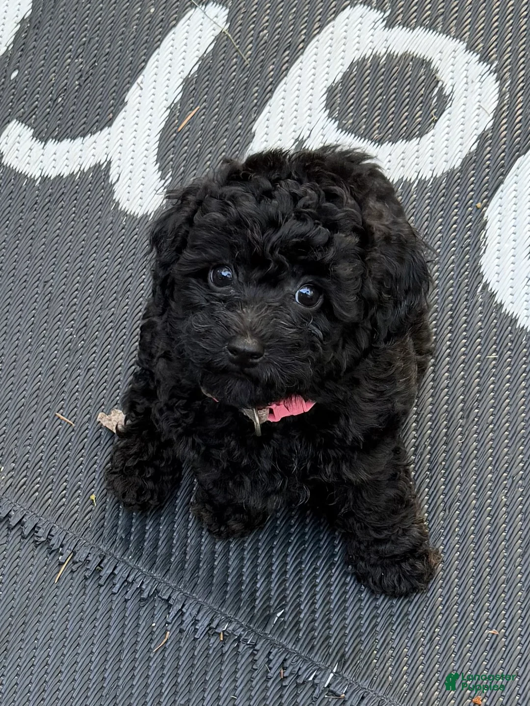 Miniature Poodle dogs for sale: Miniature Poodle Puppy 2 - Ad 1