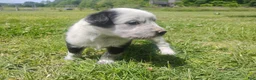 Mixed Breed dogs for sale: Mixed Breed Puppy 6 - Ad 2