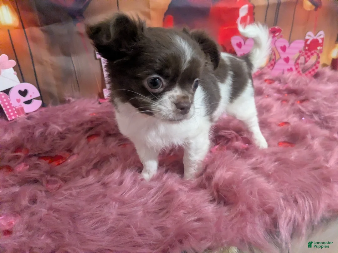 Chihuahua dogs for sale: Snoopy LC  - Ad 7