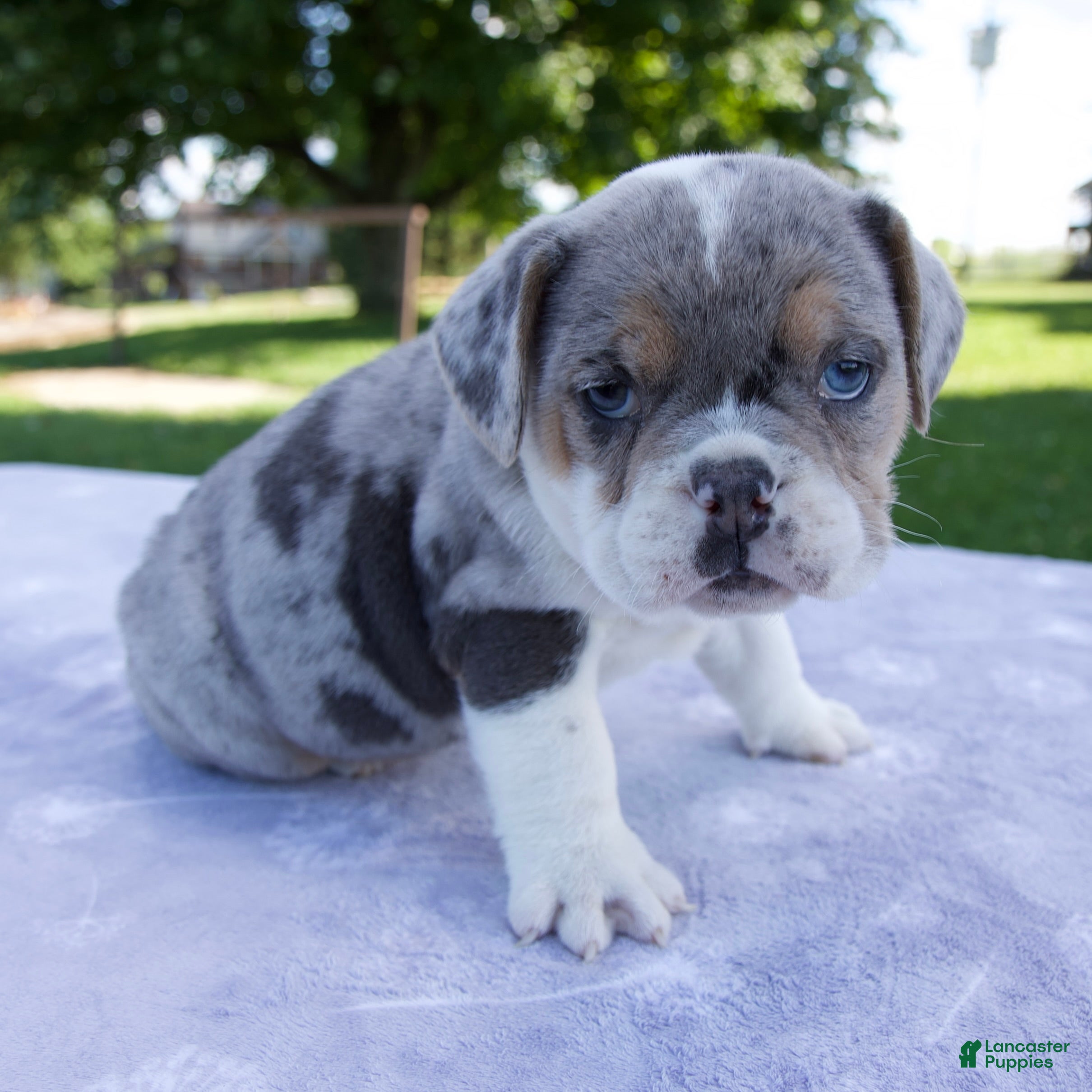 Beabull dogs Hazel - Ad 2