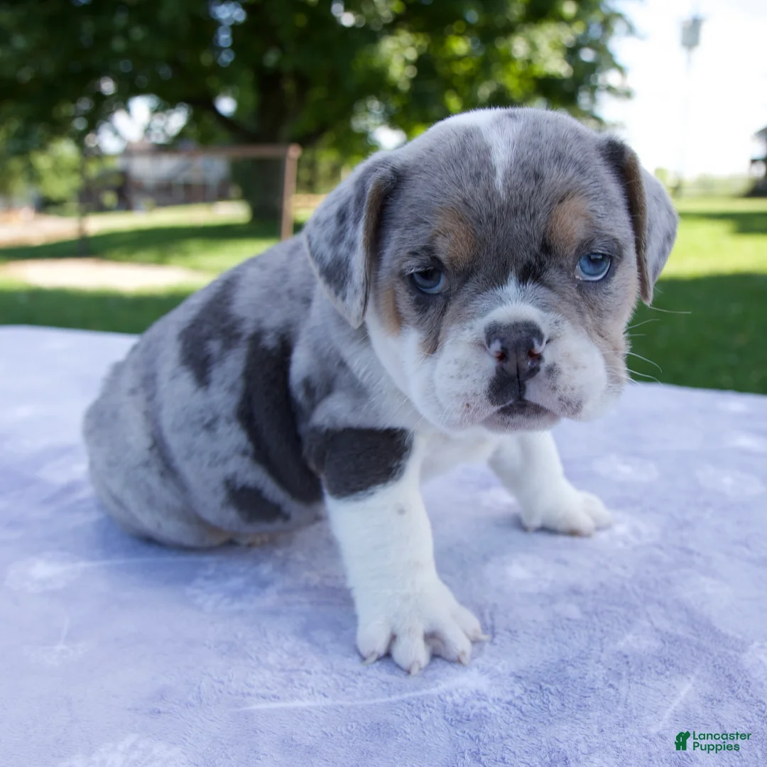 Beabull dogs for sale: Hazel - Ad 2