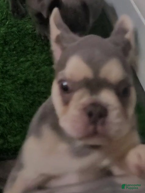 French Bulldog dogs French Bulldog 5 - Ad 11