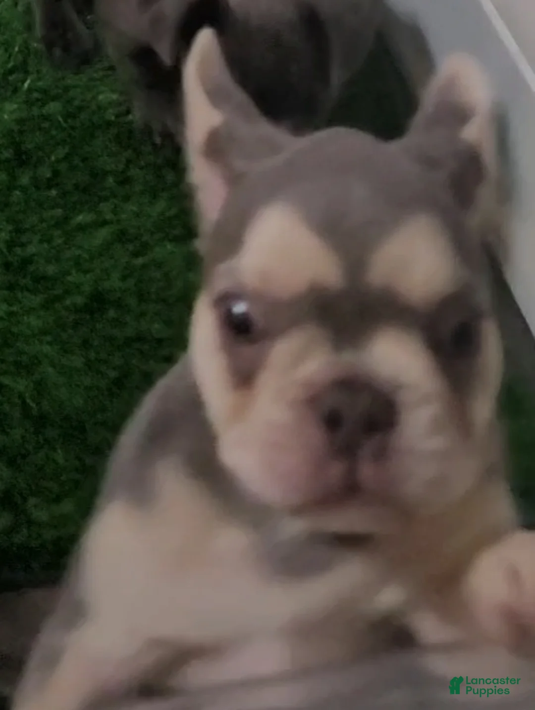 French Bulldog dogs for sale: French Bulldog 5 - Ad 1
