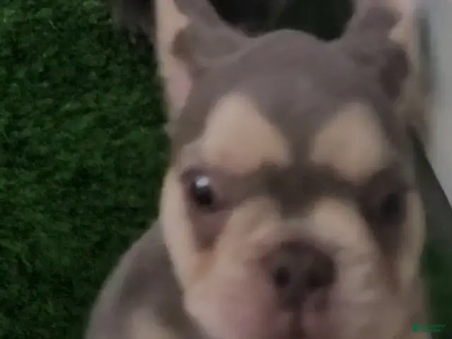 French Bulldog dogs for sale: French Bulldog 5 - Ad 18