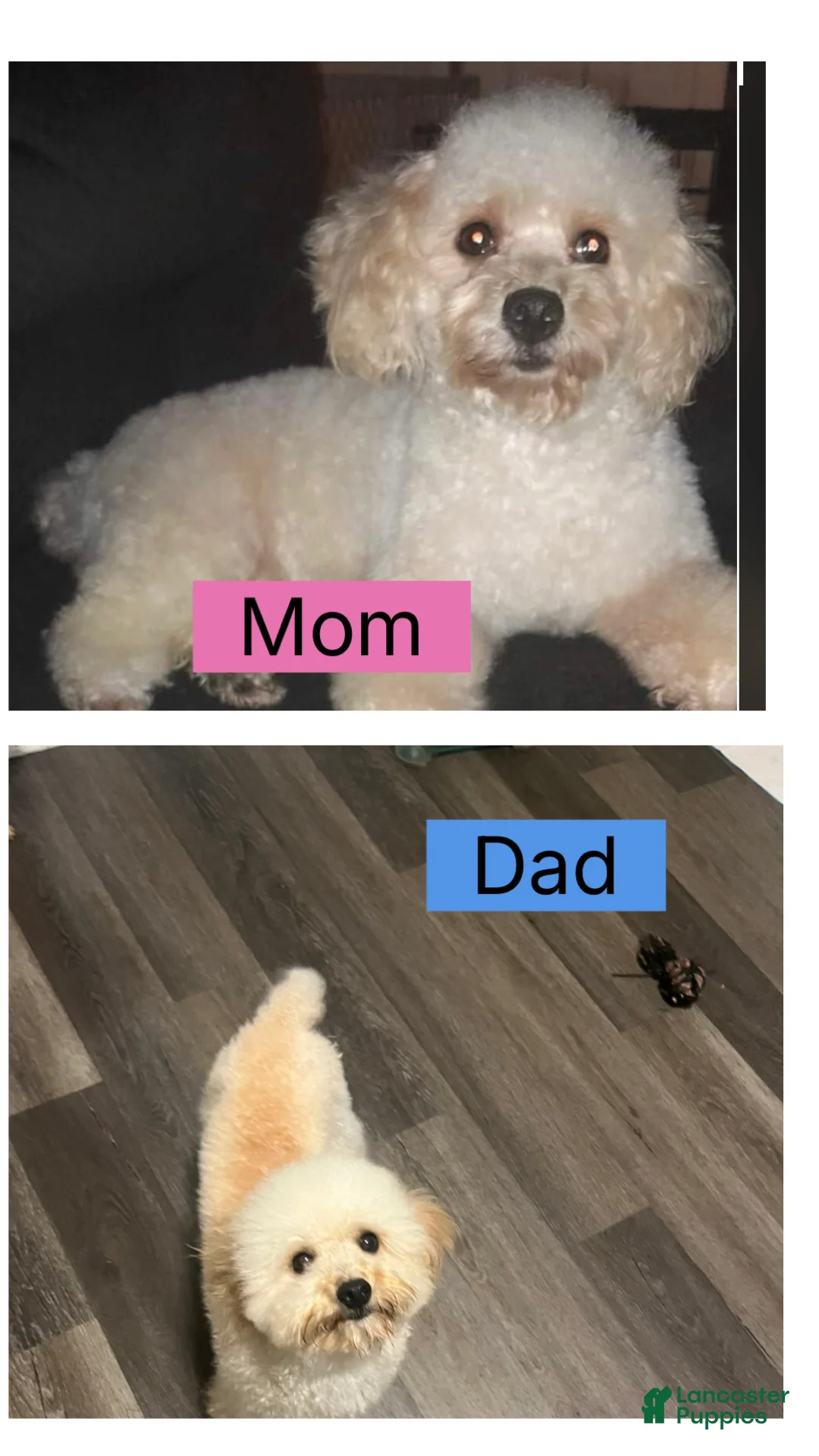 Toy Poodle dogs for sale: Calvin - Ad 5