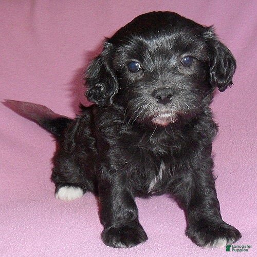 Shihpoo dogs for sale: Cinders - Ad 1