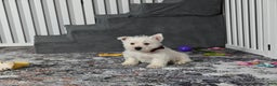 West Highland Terrier dogs for sale: Polky - Ad 1