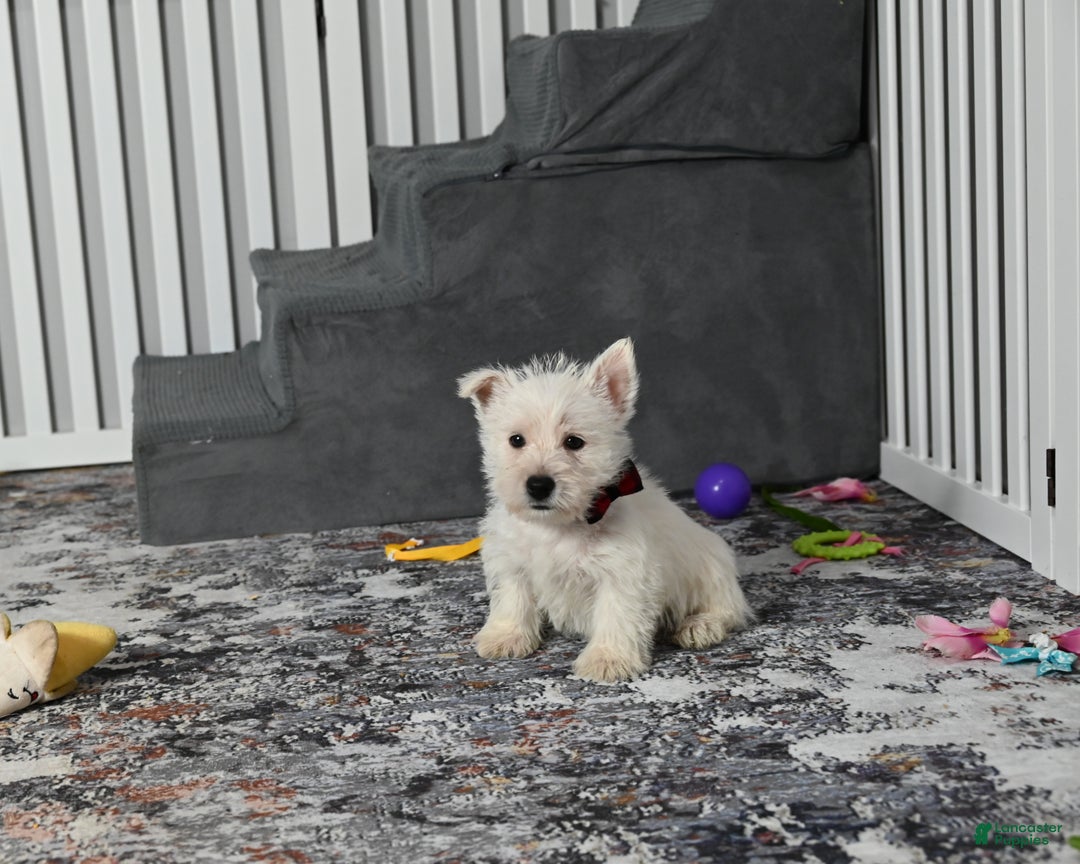 West Highland Terrier dogs for sale: Polky - Ad 1