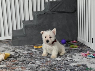 West Highland Terrier dogs Polky - Ad 17