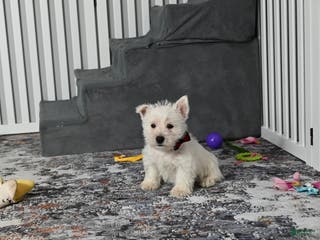 West Highland Terrier dogs Polky - Ad 21