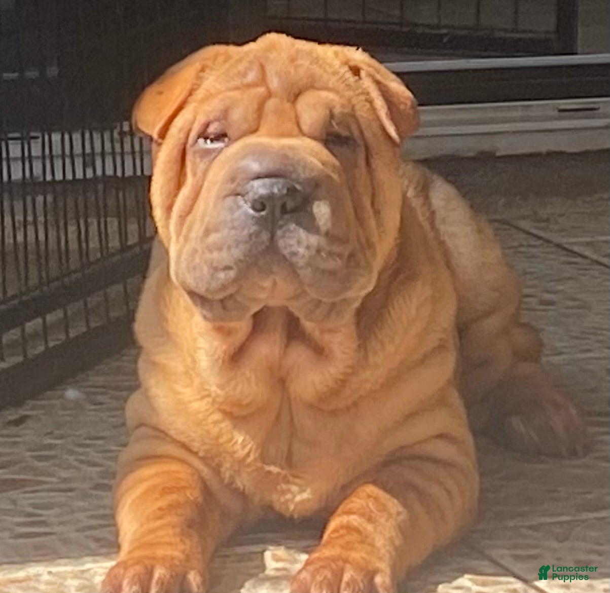 Shar Pei dogs Sweet Fluffy Girl - Ad 4