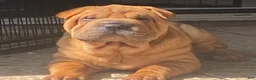 Shar Pei dogs for sale: Sweet Fluffy Girl - Ad 1