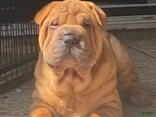 Shar Pei dogs Sweet Fluffy Girl - Ad 2