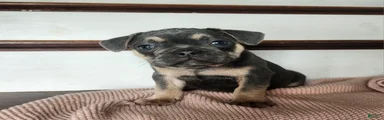 Duke 