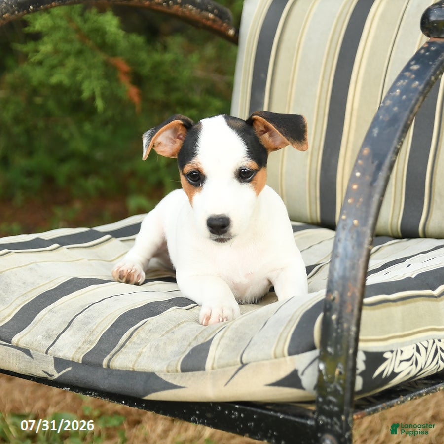 Jack Russell Terrier dogs Sierra - Ad 1