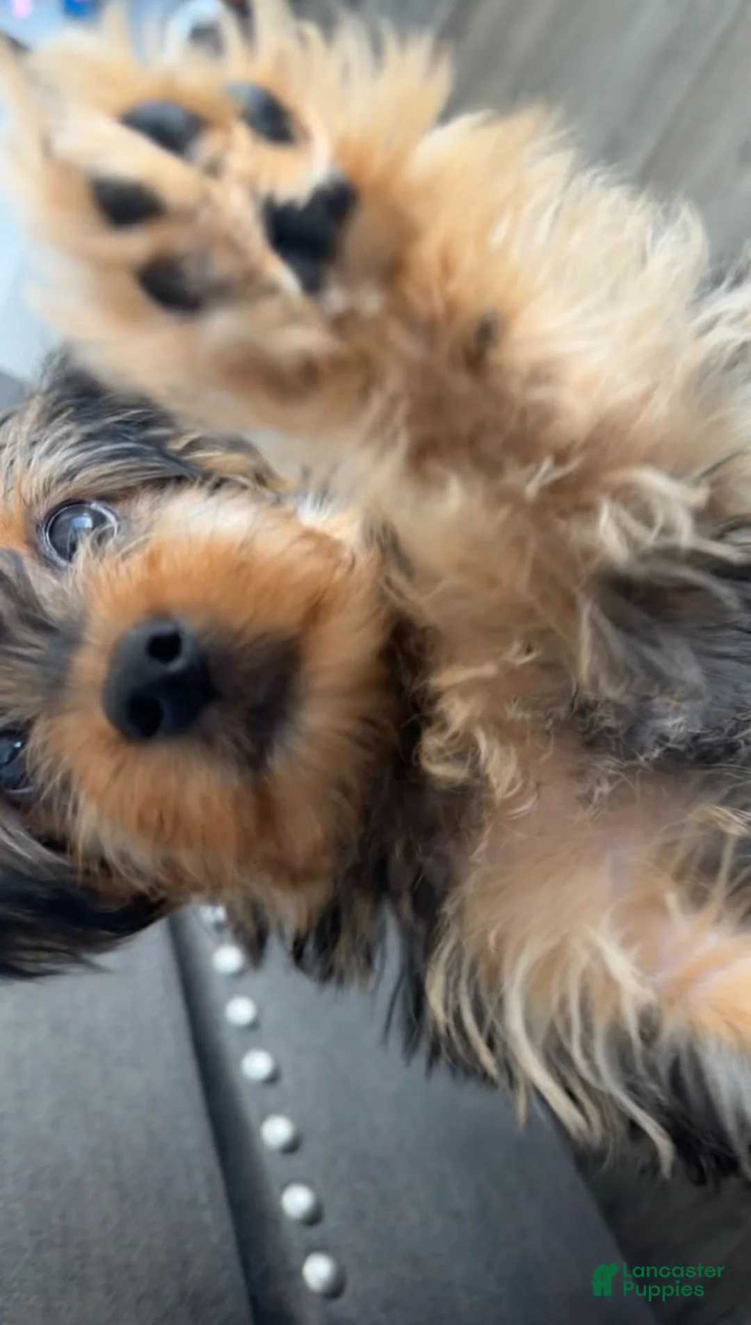 Yorkiepoo dogs for sale: Bentley - Ad 1