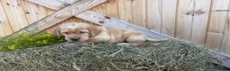 Labrador Retriever dogs for sale: Ruby - Ad 11