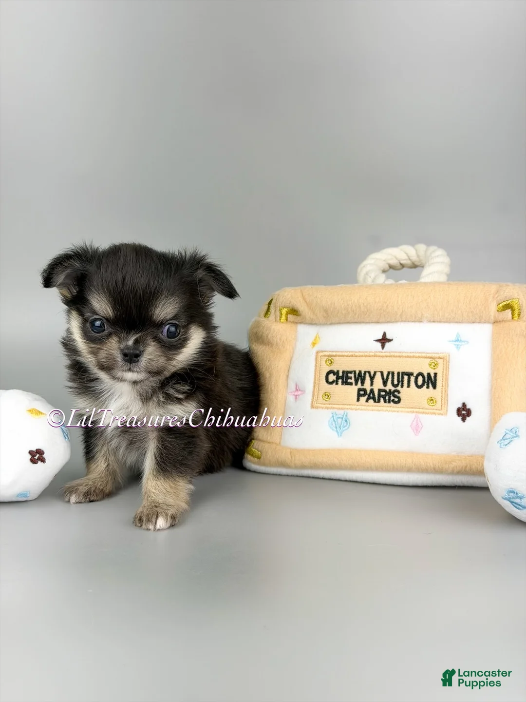 Chihuahua dogs for sale: Yuna - Ad 2