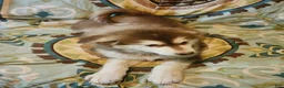 Alaskan Malamute dogs for sale: Alaskan Malamute Puppy 5 - Ad 3