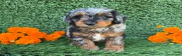 Mini Goldendoodle dogs for sale: Willow - Ad 2