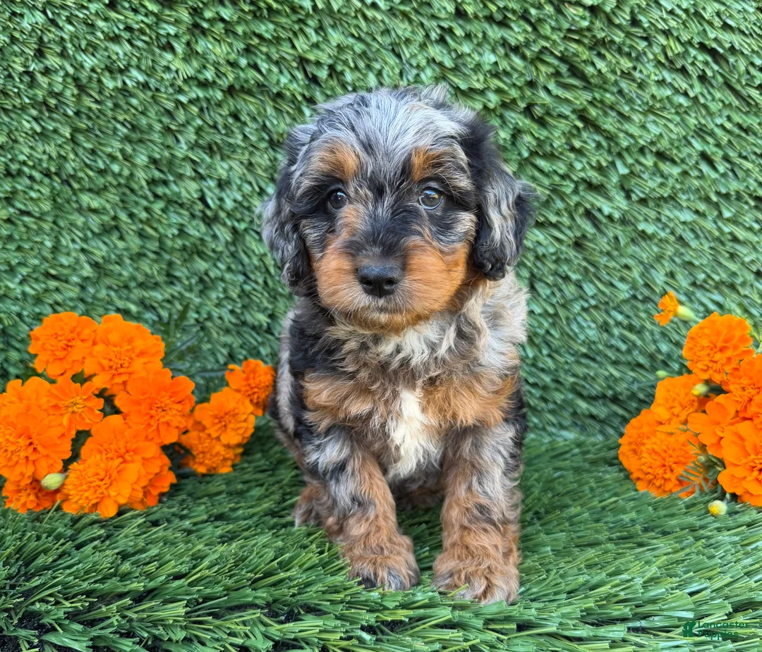 Mini Goldendoodle dogs for sale: Willow - Ad 2