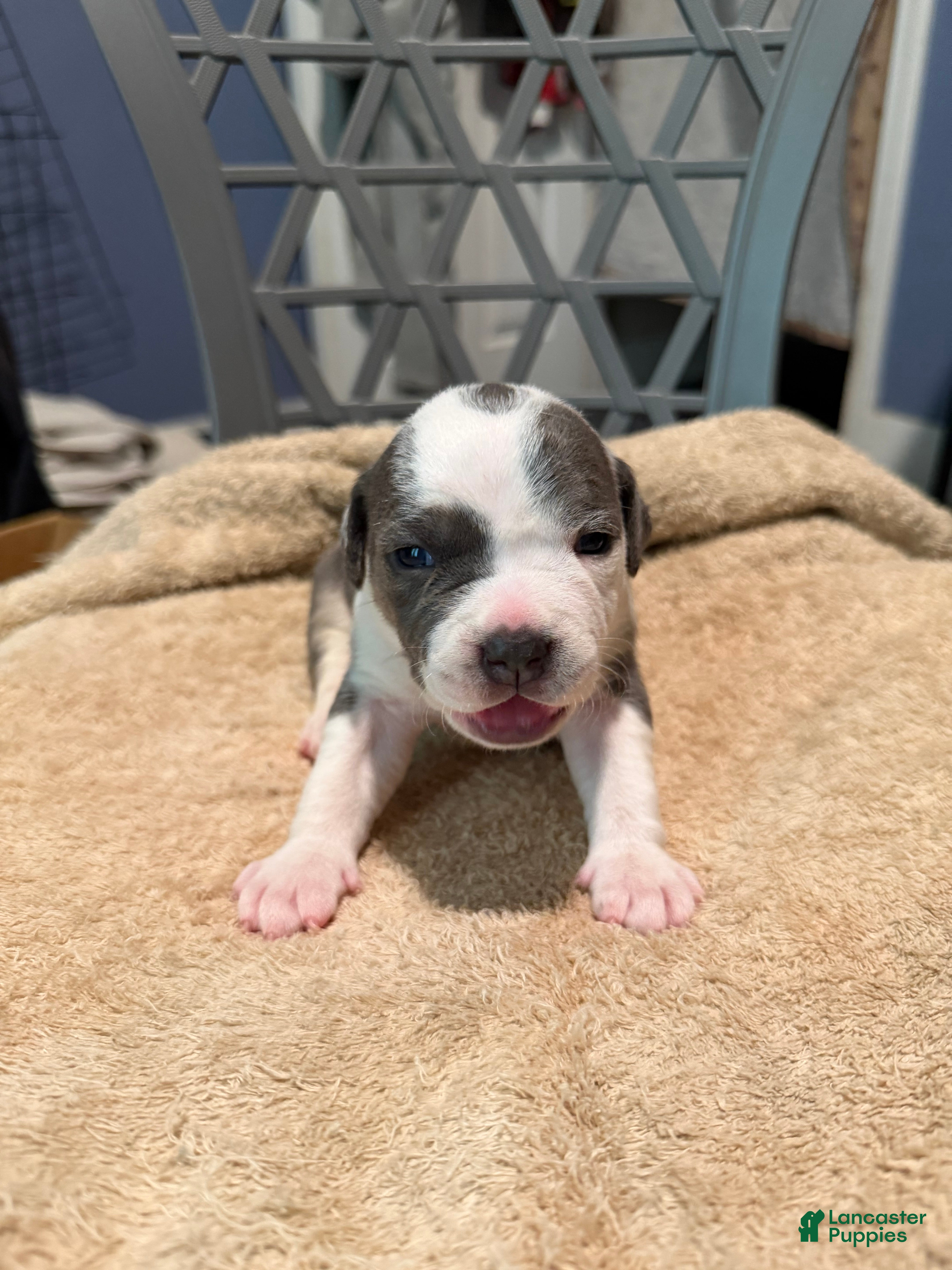 American Bully dogs for sale: Girl 2 - Ad 1