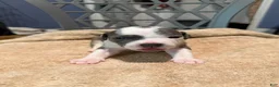 American Bully dogs for sale: Girl 2 - Ad 1