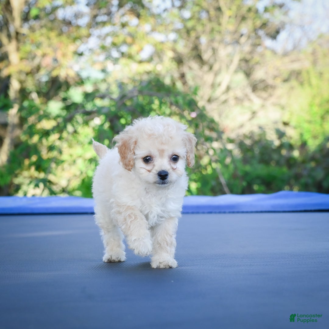 Cavapoo dogs for sale: Callie - Ad 4