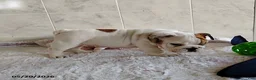 English Bulldog dogs for sale: Rory - Ad 4