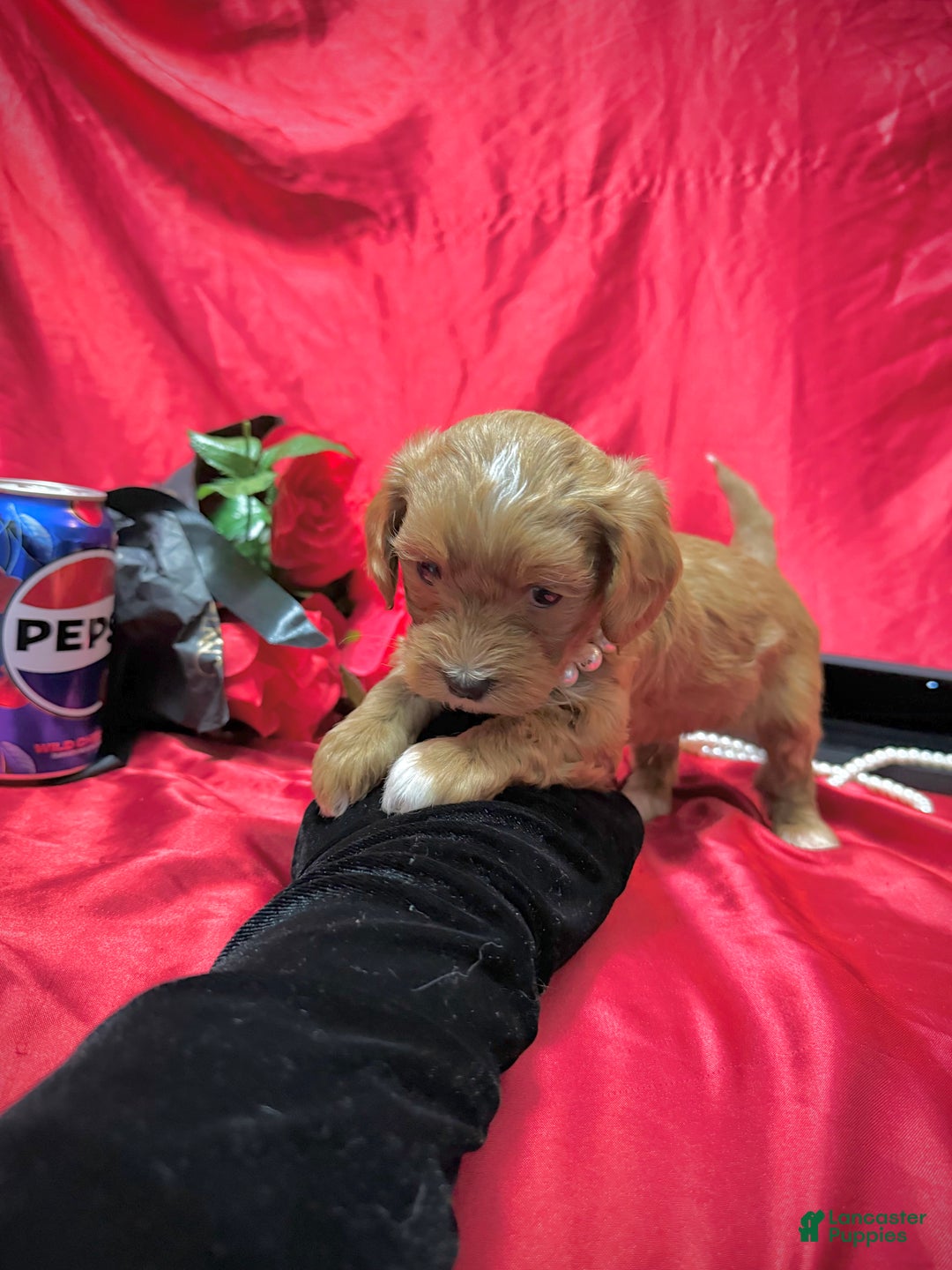 Yorkiepoo dogs for sale: Butterfinger  - Ad 5