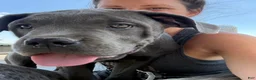 Cane Corso dogs for sale: Garth  - Ad 3