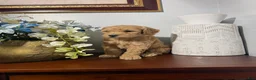 Maltipoo dogs for sale: Baki - Ad 1