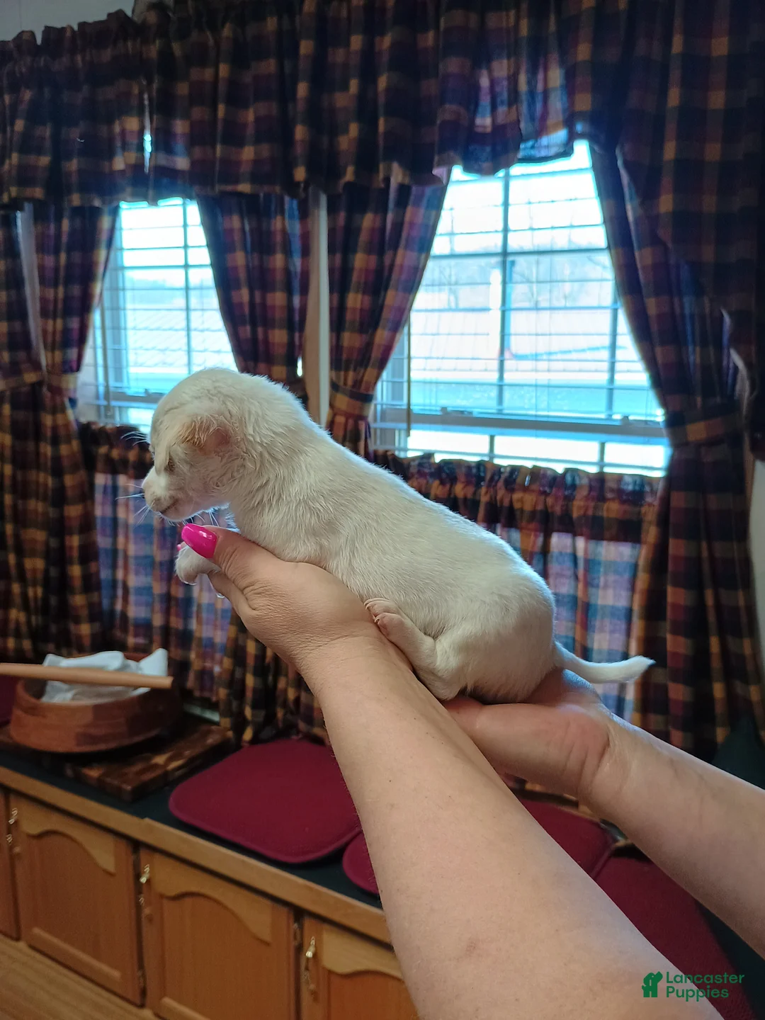 Chihuahua dogs for sale: Peanut t-cup  - Ad 2