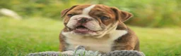 English Bulldog dogs for sale: Raelynn English Bulldog  - Ad 3