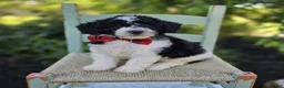 Mini Sheepadoodle dogs for sale: Teddy - Ad 4