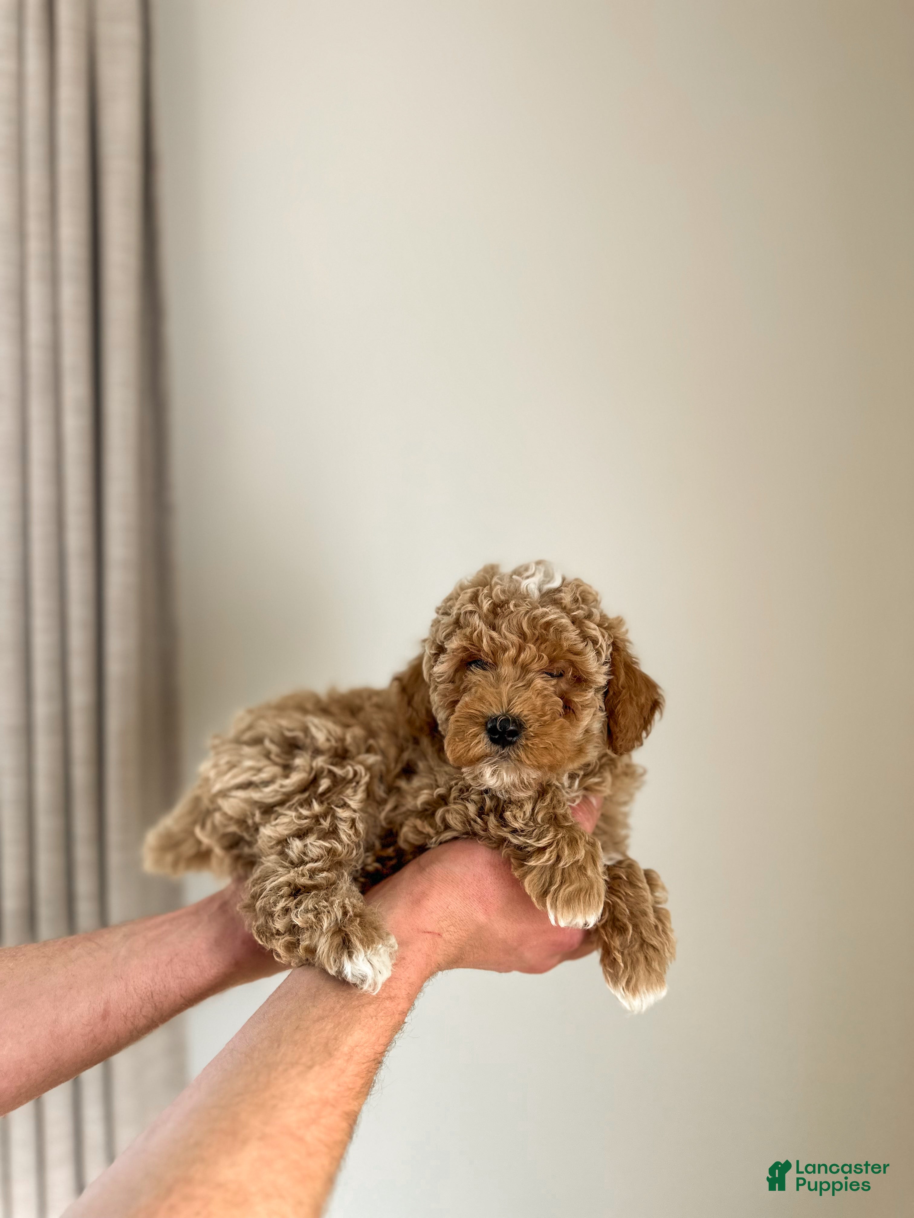 Mini Goldendoodle dogs River - Ad 2