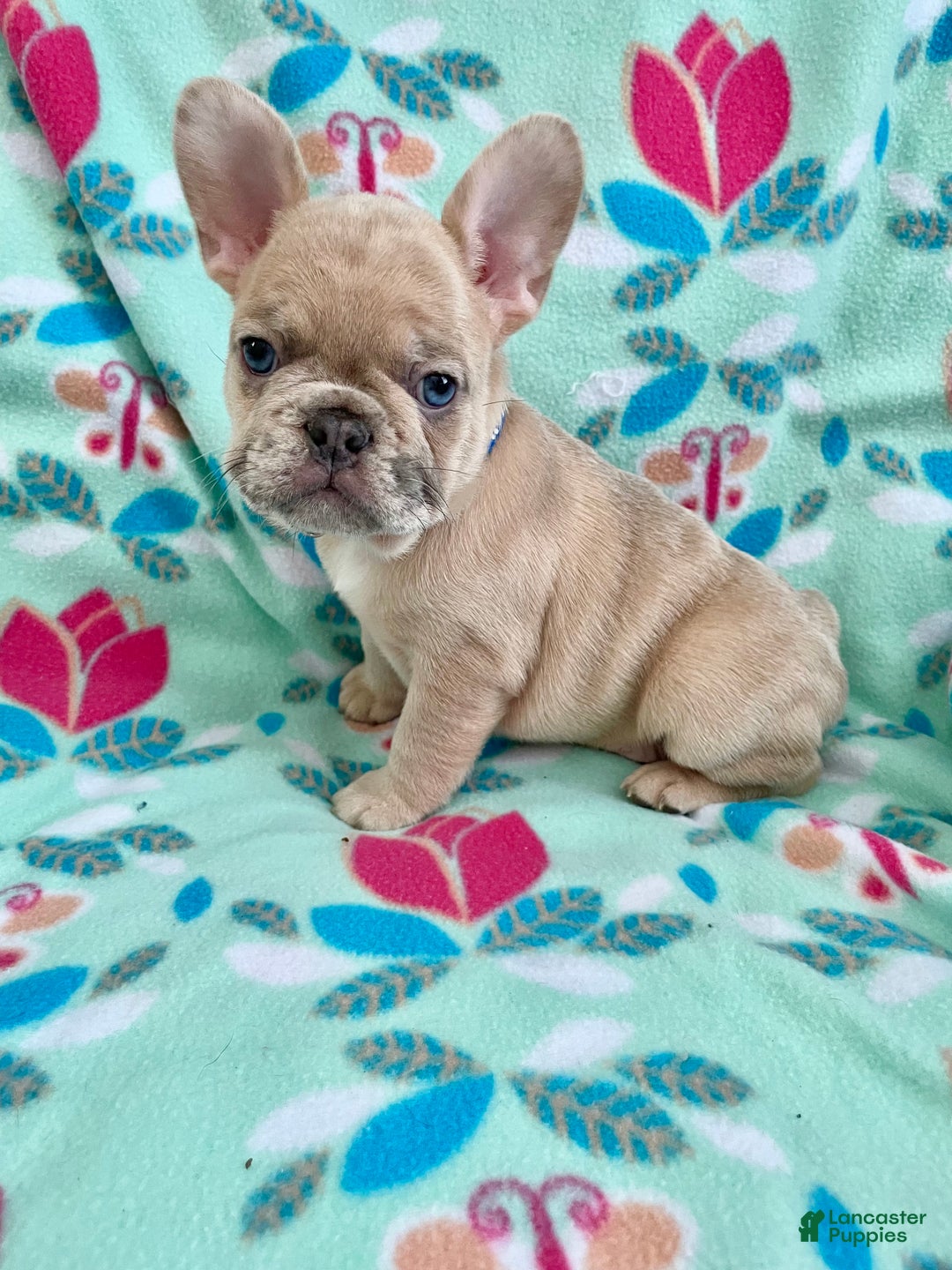 French Bulldog dogs for sale:  Puppy 1 - Ad 2
