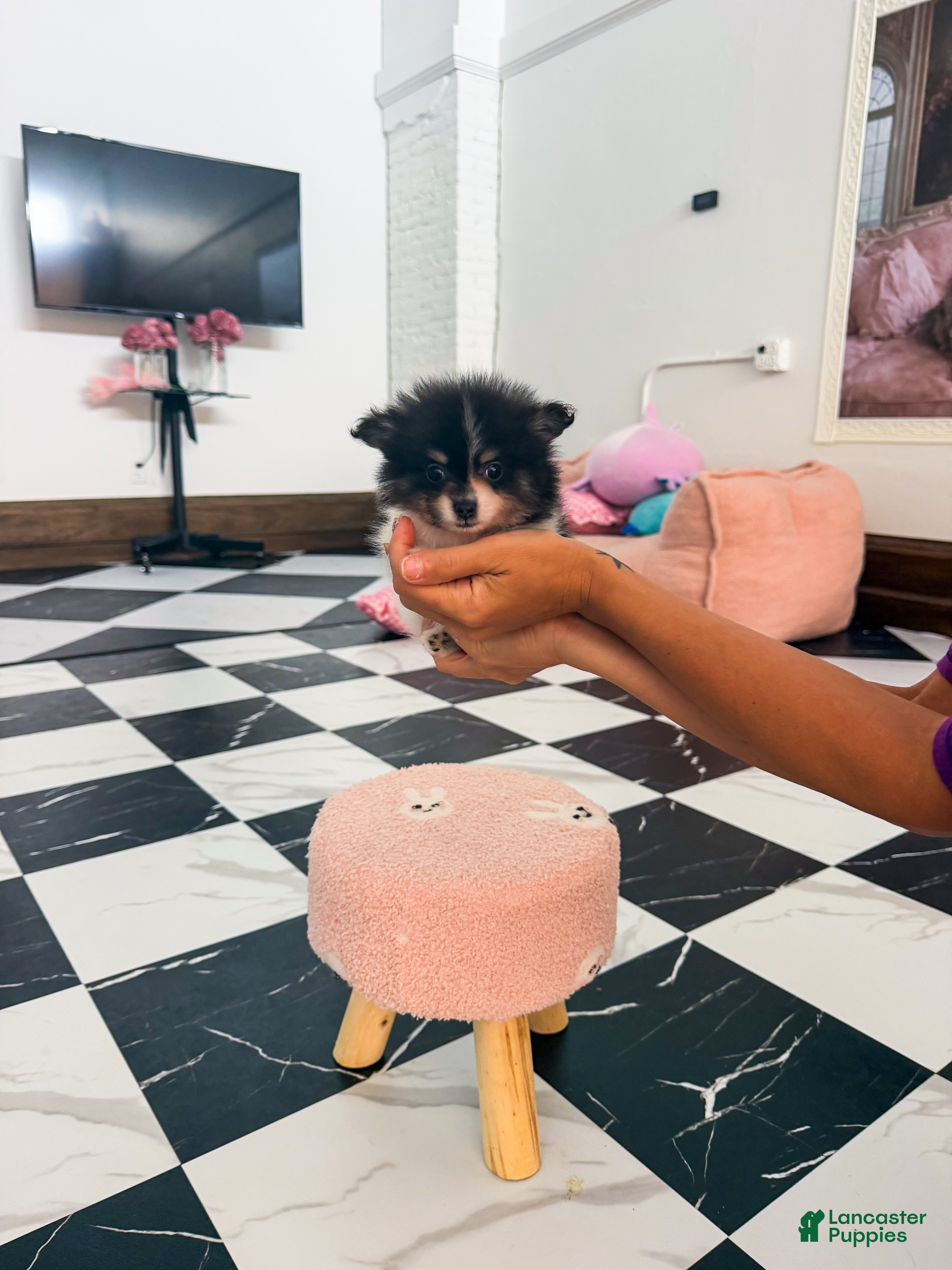 Pomeranian dogs Farrah - Ad 1