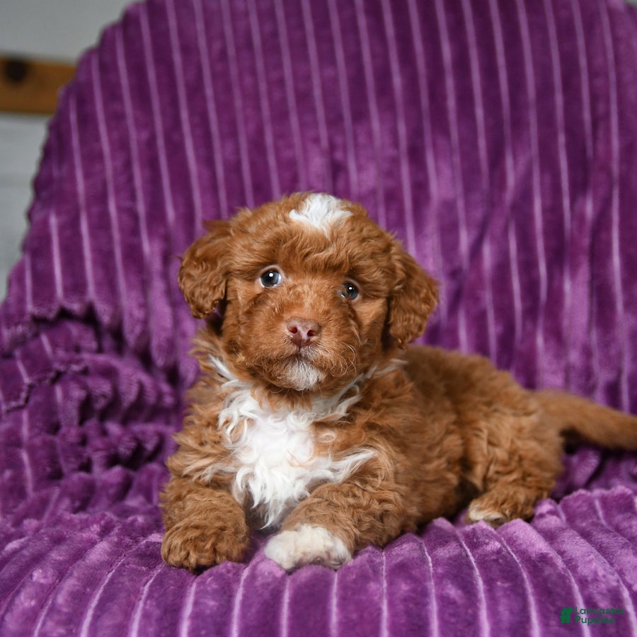 Miniature Poodle dogs Indie - Ad 8